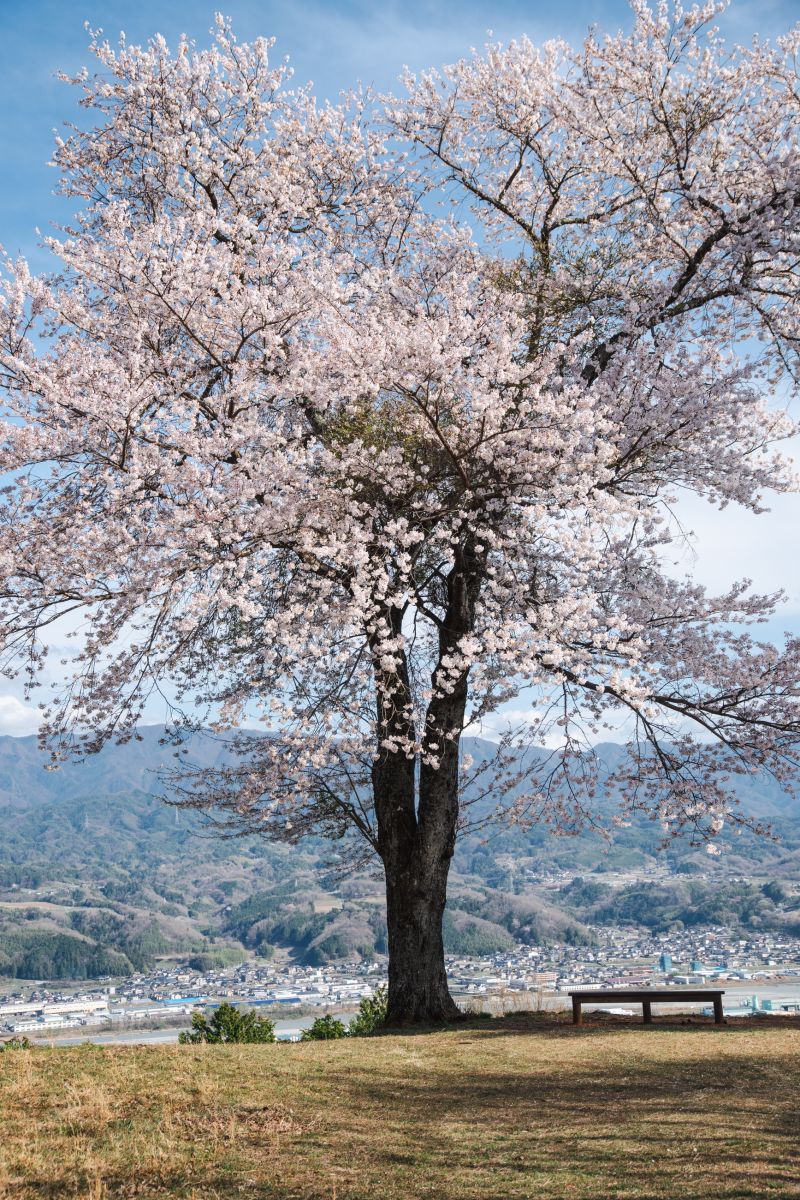 南信州の桜旅　松岡城址